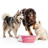 Huoencuo Collapsible Pet Bowl Travel Anti Tip Design-3