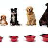 Hills Point Travel Cat Bowl Collapsible Pet Supplies-5