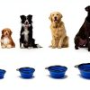 Hills Point Travel Cat Bowl Collapsible Pet Supplies-5