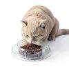 Sawysine Disposable Cat Bowl Ant Proof Travel Pet Supplies-2