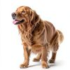 CYGJ Foldable Silicone Pet Bowl Travel Food Water Dish-4