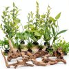 Driftwood Decoration Solsew Aquarium Wood Set 6 Natural Pieces-5