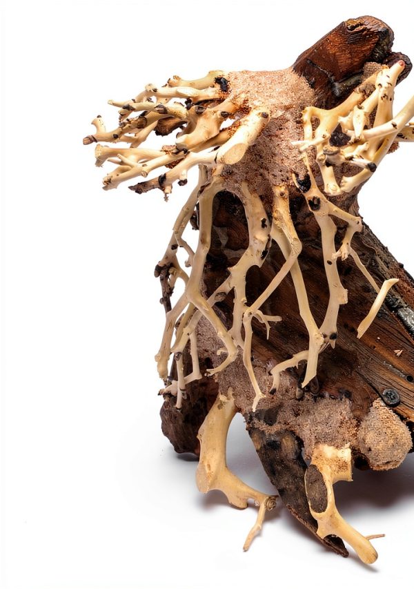 Ultum Nature Systems Bonsai – Handcrafted Driftwood for Aquarium, Tree Shape Aquarium Decor, Fish Tank Decorations, Terrarium Decor, Aquascaping Hardscape for Freshwater & Nano Tank - 021, X Small-2