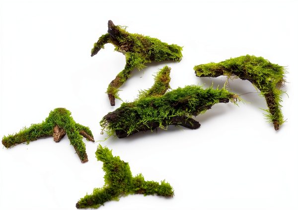 Tfwadmx 5PCS Aquarium Driftwood Branches 4''-7.8'' Reptiles Trunk Natural Wood Fish Tank Decoration Plant Stump Ornament Decor Assorted-6