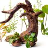 Aquarium Driftwood Decor Set - 1 Anubias Resin Model & 3Pcs Small Natural Driftwood 2-4 inch for Aquascaping, Fish Tank Landscape Design-7