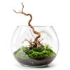 Aquarium Driftwood Branches Dwuww 2-Piece Natural Wood Décor 8-10cm-2