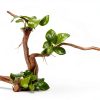 kathson Aquarium Driftwood Reptile Branches Wood Natural Spiderwood Driftwood for Aquarium 5-6" 11 Pcs Terrarium Ornament Trunk Fish Tank Log Habitat Decoration Tree Stump Decor Assorted Sizes Wood-6