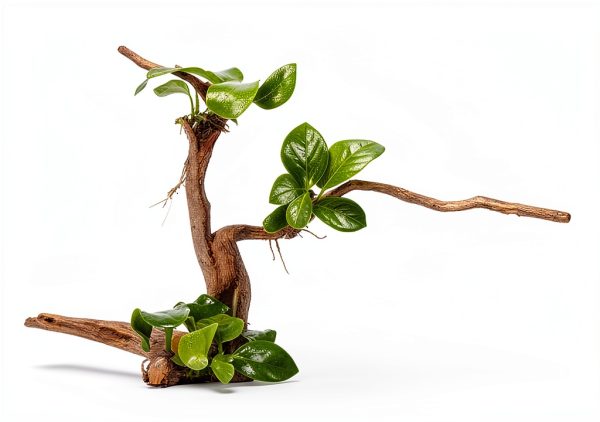kathson Aquarium Driftwood Reptile Branches Wood Natural Spiderwood Driftwood for Aquarium 5-6" 11 Pcs Terrarium Ornament Trunk Fish Tank Log Habitat Decoration Tree Stump Decor Assorted Sizes Wood-6