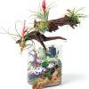 Tfwadmx 5PCS Aquarium Driftwood Branches 4''-7.8'' Reptiles Trunk Natural Wood Fish Tank Decoration Plant Stump Ornament Decor Assorted-5