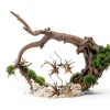 Aquarium Driftwood Branches Dwuww 2-Piece Natural Wood Décor 8-10cm-3