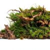 4-Piece Aquarium Driftwood Set - Natural Wood Decorations for Fish Tanks | Solid Reptile Branches, Ideal for Small Fish Hiding & Habitat Enhancement-5