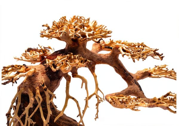 Ultum Nature Systems Bonsai – Handcrafted Driftwood for Aquarium, Tree Shape Aquarium Decor, Fish Tank Decorations, Terrarium Decor, Aquascaping Hardscape for Freshwater & Nano Tank - 021, X Small-1