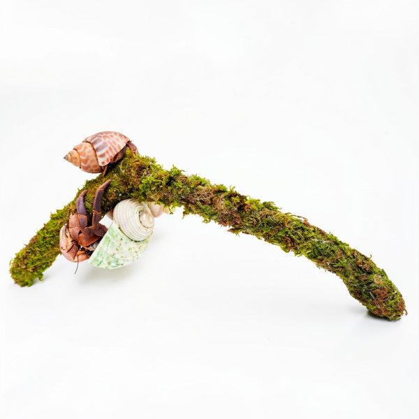 Hermit Crab Climbing Toys by Jinymral Adjustable Décor Accessory-2