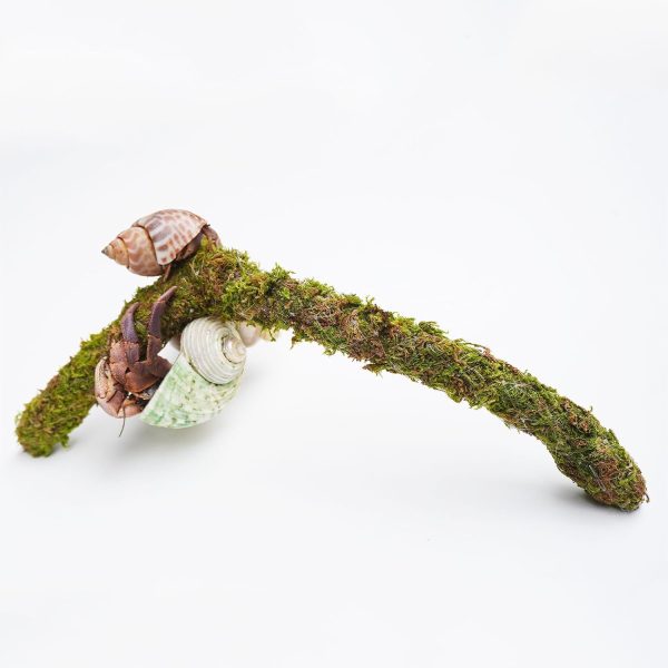 Hermit Crab Climbing Toys by Jinymral Adjustable Décor Accessory-3