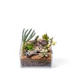 SubstrateSource Cholla Wood Driftwood Set for Aquariums-5