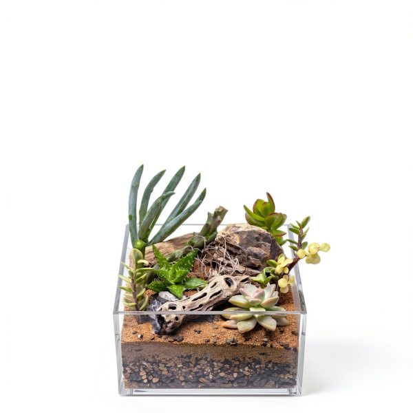 SubstrateSource Cholla Wood Driftwood Set for Aquariums-5