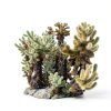 SubstrateSource Cholla Wood Driftwood Set for Aquariums-4