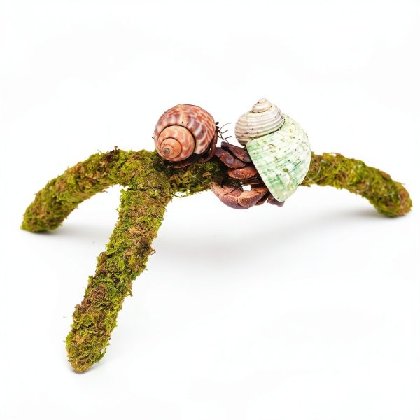Hermit Crab Climbing Toys by Jinymral Adjustable Décor Accessory-1