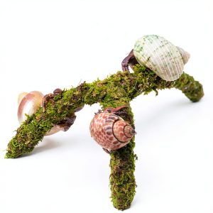 Hermit Crab Climbing Toys by Jinymral Adjustable Décor Accessory-0